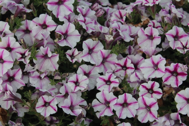 Supertunia Lovie Doviejpg